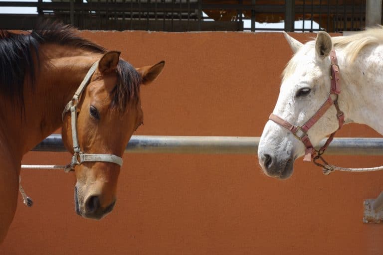 horses